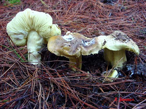 Tricholoma equestre